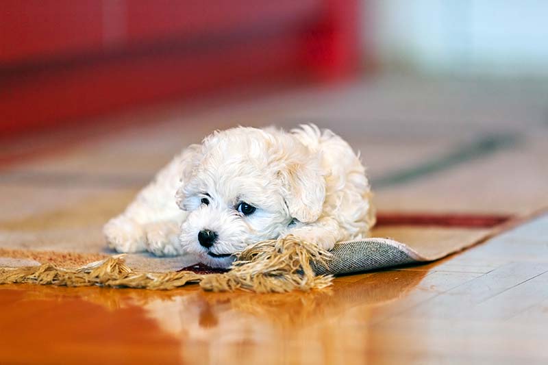 A small white dog lying on an area rug