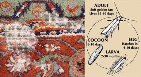 Moth damage on a rug with an illustration of the moth life cycle: adult, egg, larva and cocoon