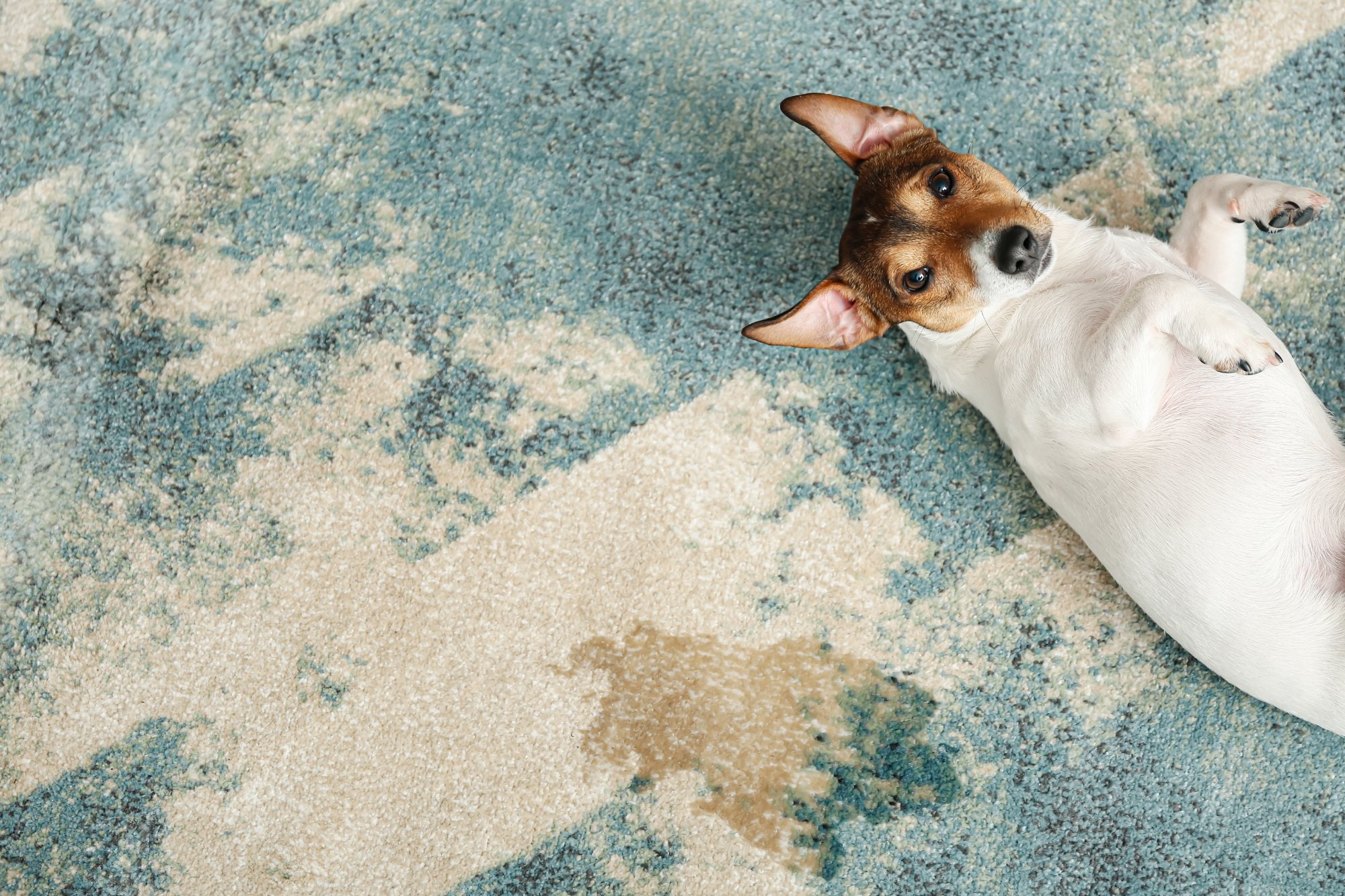 A cat lying on a pale wool area rug